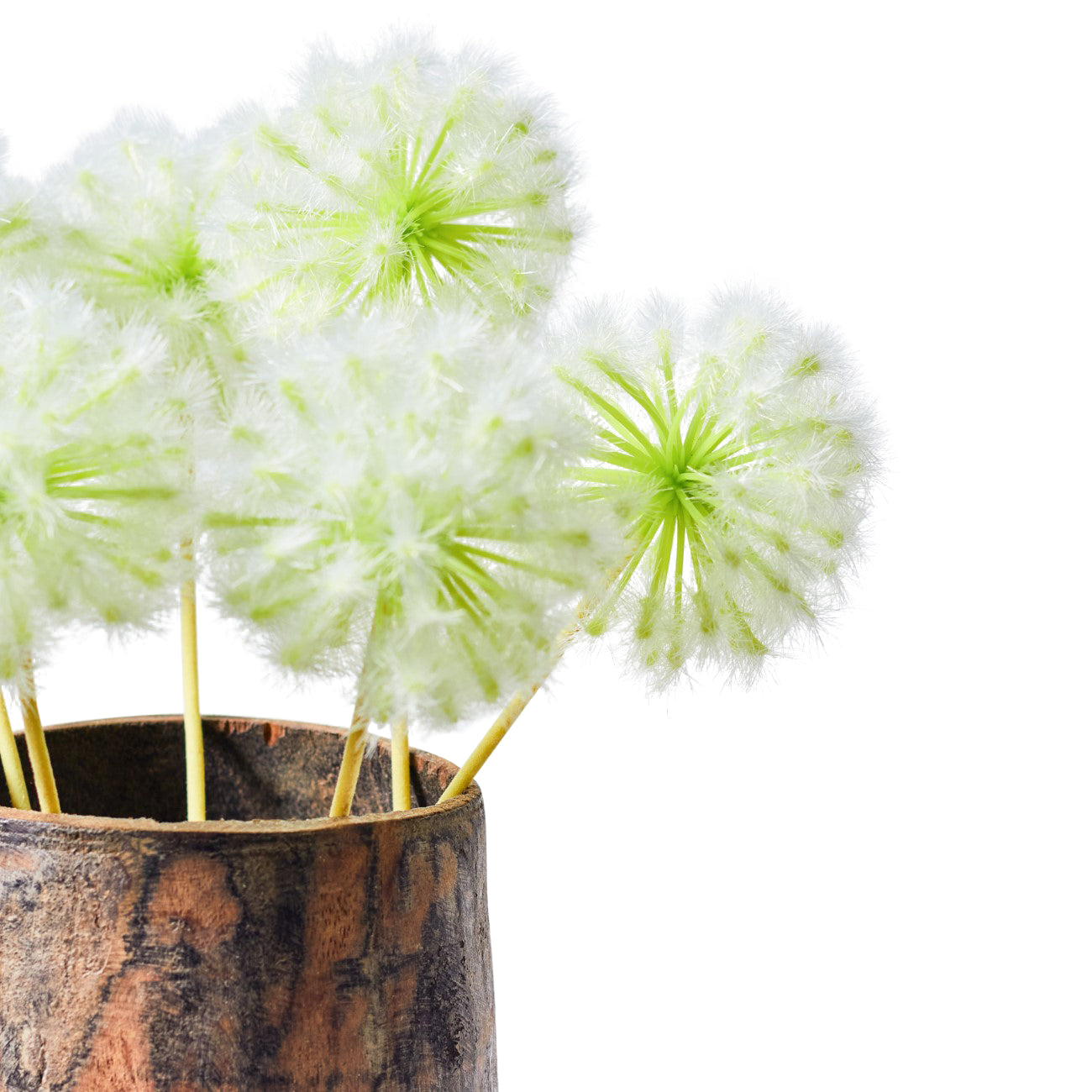 Faux Stem Dandelion Cream