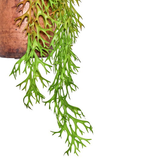 Faux Hanging Deer Horn