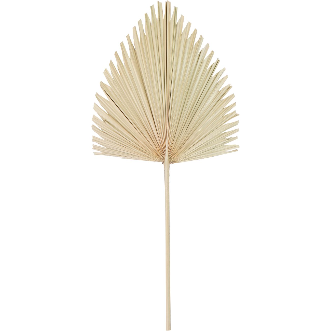 Arrowhead Palm Leaf Natural