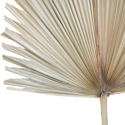 Arrowhead Palm Leaf Natural