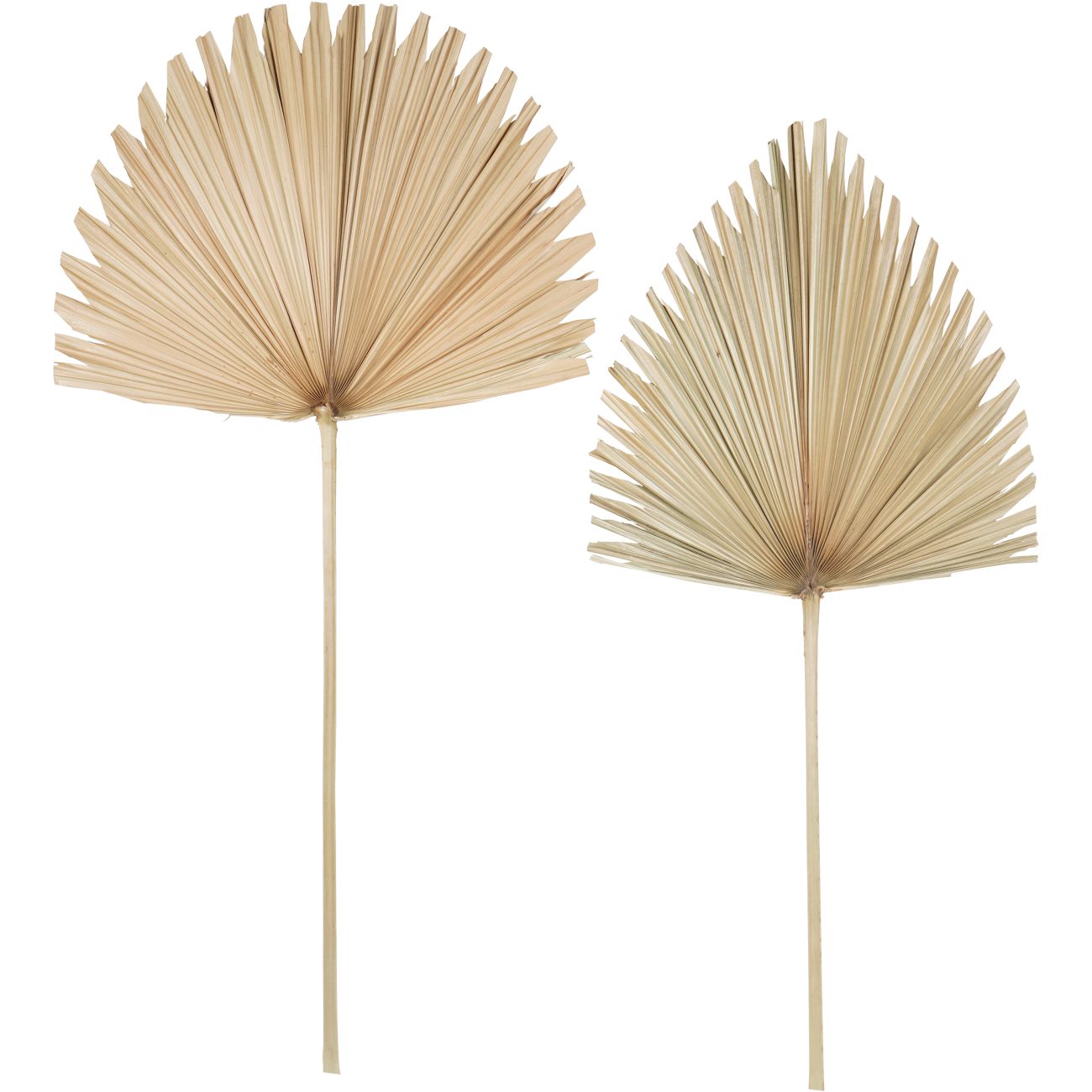 Arrowhead Palm Leaf Natural