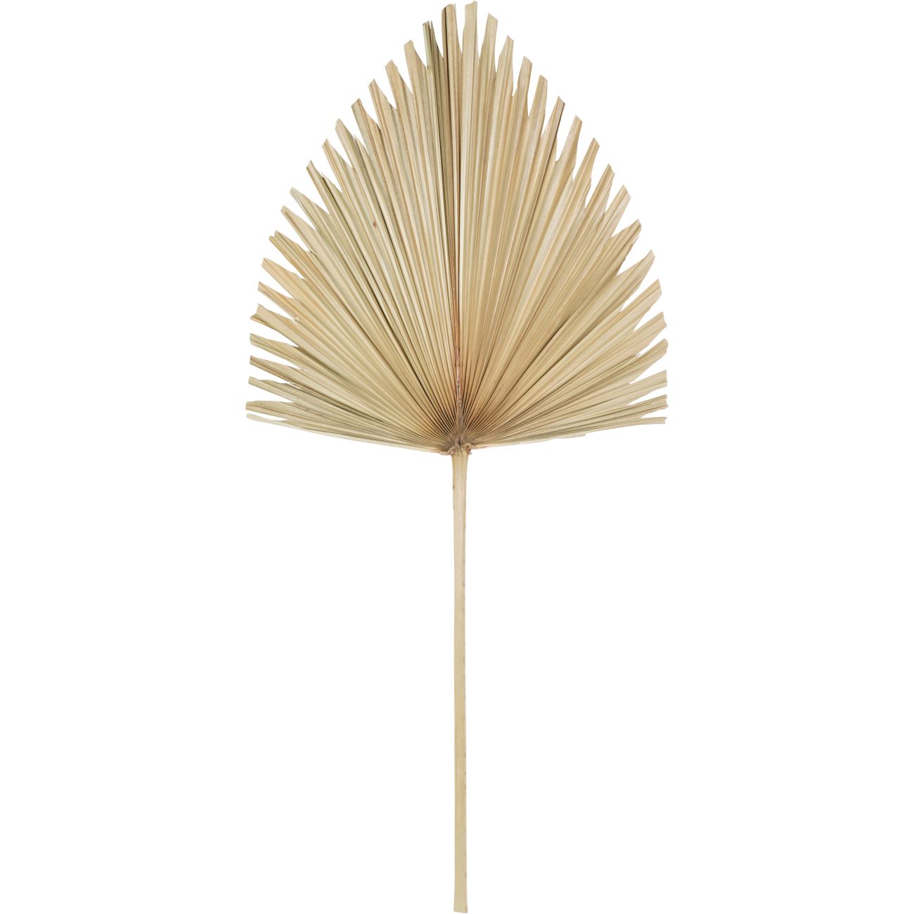 Arrowhead Palm Leaf Natural